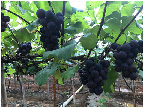 PA视讯(中国)集团官网 - PlayAce